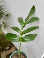 Zdjęcie rosliny doniczkowej Rhaphidophora decursiva, ujęcie 3