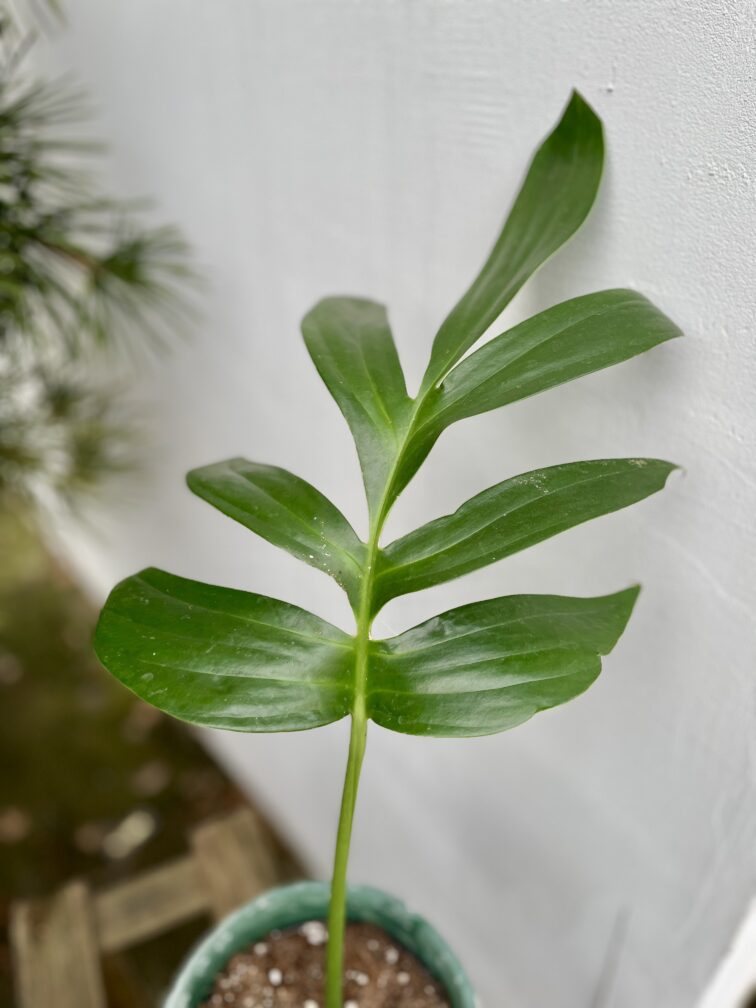 Zdjęcie rosliny doniczkowej Rhaphidophora decursiva, ujęcie 3