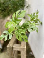 Zdjęcie rosliny doniczkowej Rhaphidophora Tetrasperma Marmer, ujęcie 1