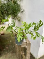 Zdjęcie rosliny doniczkowej Rhaphidophora Tetrasperma Marmer, ujęcie 3