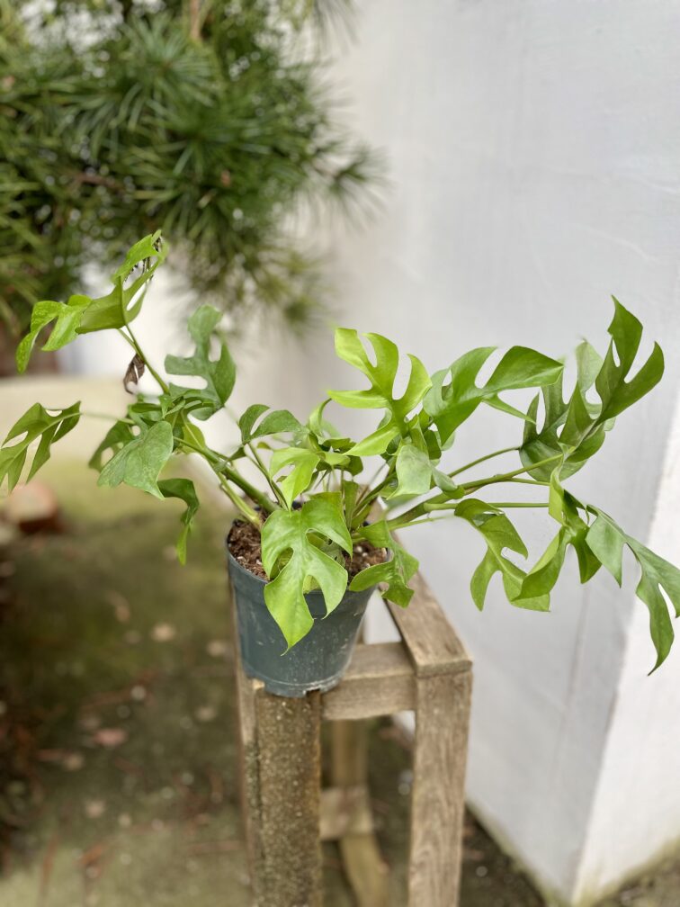 Zdjęcie rosliny doniczkowej Rhaphidophora Tetrasperma Marmer, ujęcie 3
