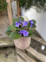 Zdjęcie rosliny doniczkowej Saintpaulia Light Blue, ujęcie 1