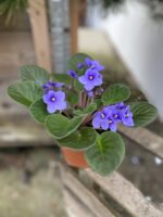 Zdjęcie rosliny doniczkowej Saintpaulia Light Blue, ujęcie 3