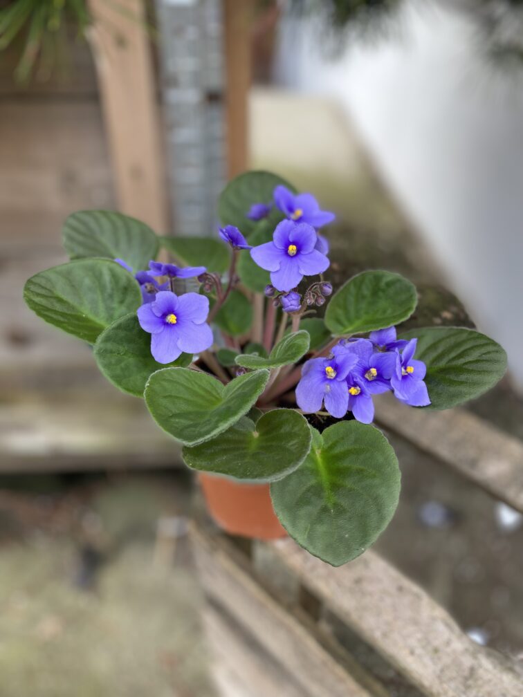 Zdjęcie rosliny doniczkowej Saintpaulia Light Blue, ujęcie 3
