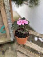 Zdjęcie rosliny doniczkowej Saintpaulia Light Pink (Sępolia fiołkowa), ujęcie 2