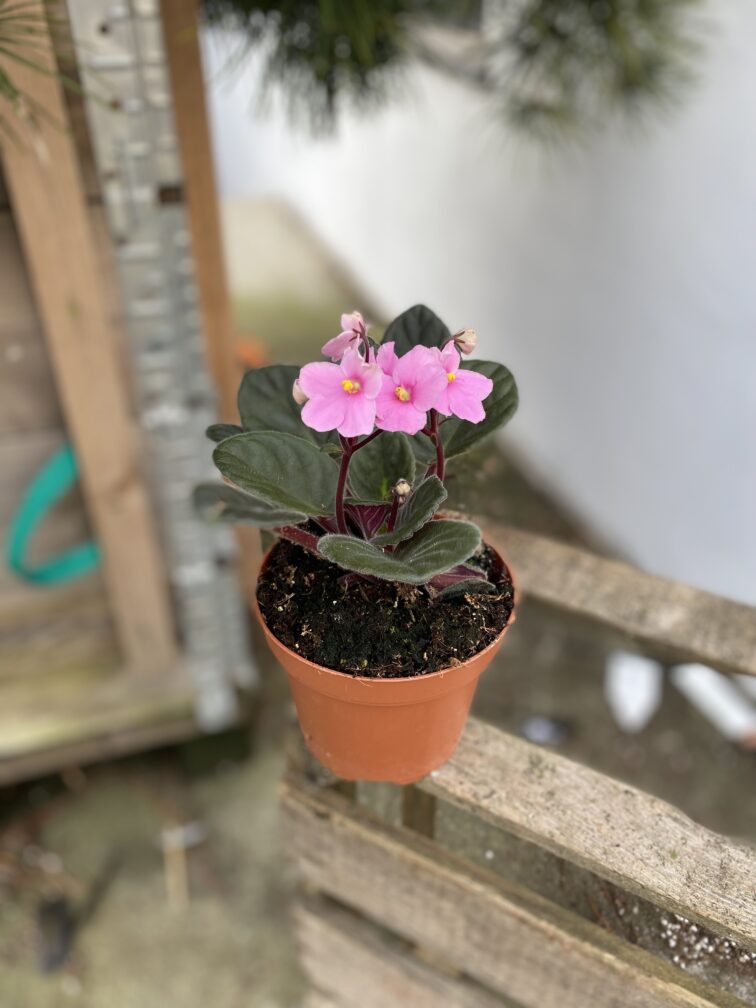 Zdjęcie rosliny doniczkowej Saintpaulia Light Pink (Sępolia fiołkowa), ujęcie 2