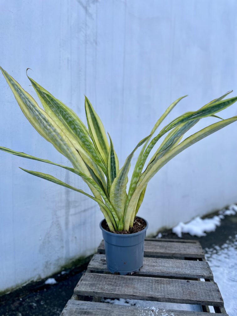 sansevieria-aubrytiana-lauren_17x70-1_1705674954.jpg Zdjęcie rosliny doniczkowej Sansevieria aubrytiana Lauren, ujęcie 1