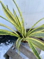 Zdjęcie rosliny doniczkowej Sansevieria aubrytiana Lauren, ujęcie 2