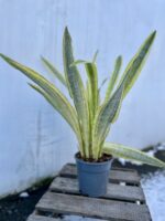 Zdjęcie rosliny doniczkowej Sansevieria aubrytiana Lauren, ujęcie 3