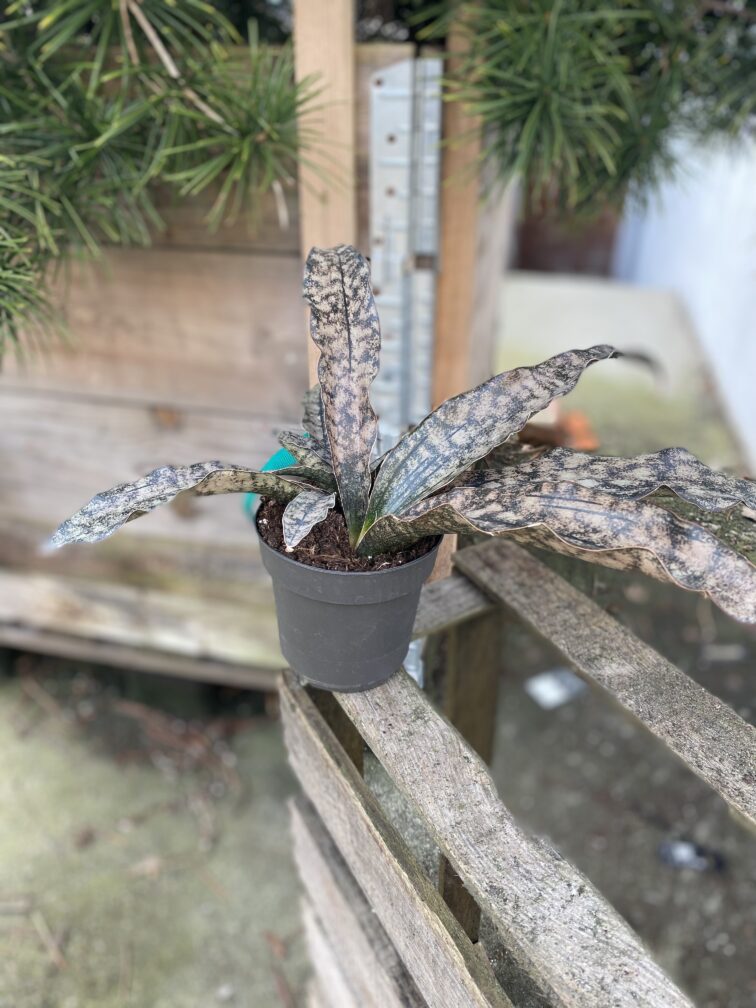 Zdjęcie rosliny doniczkowej Sansevieria kirkii Coppertone, ujęcie 2