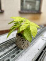 Zdjęcie rosliny doniczkowej Schefflera actinophylla Golden Amate, ujęcie 1