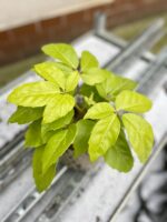 Zdjęcie rosliny doniczkowej Schefflera actinophylla Golden Amate, ujęcie 2