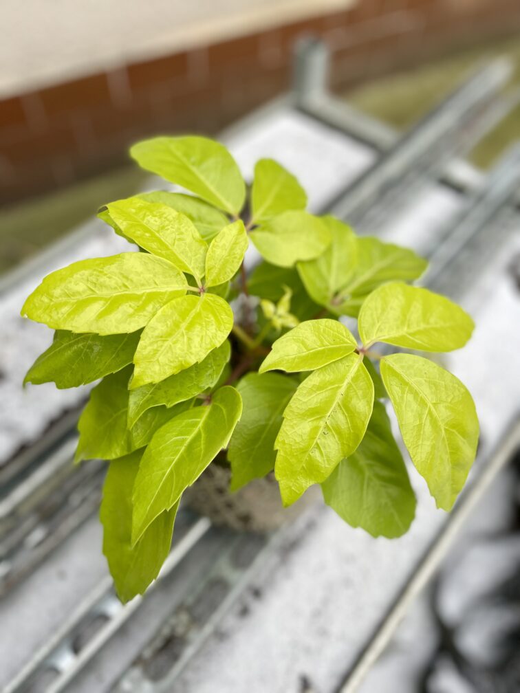 Zdjęcie rosliny doniczkowej Schefflera actinophylla Golden Amate, ujęcie 2