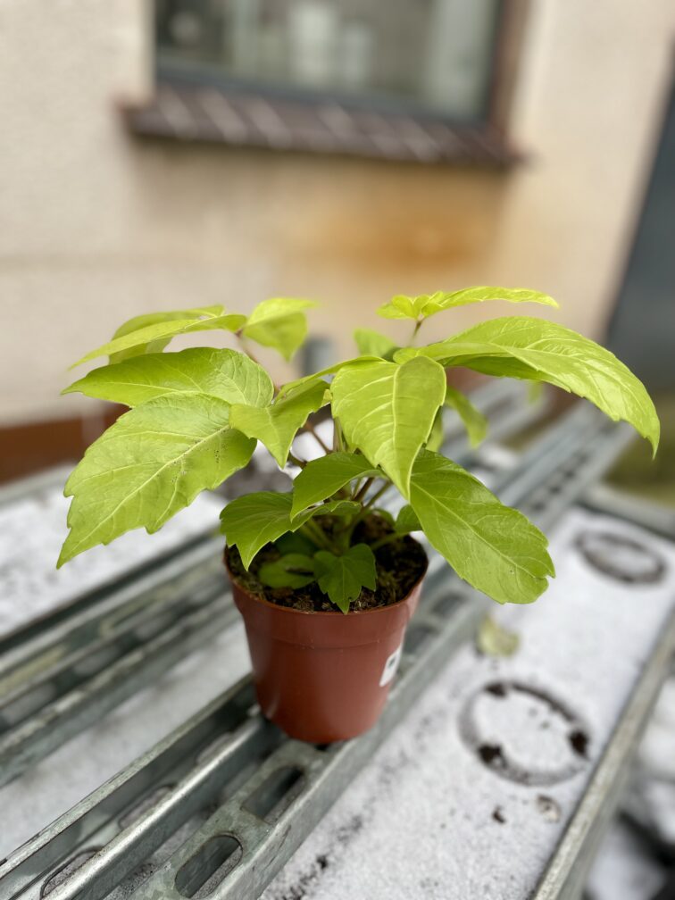 Zdjęcie rosliny doniczkowej Schefflera actinophylla Golden Amate, ujęcie 3