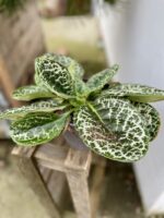 Zdjęcie rosliny doniczkowej Streptocarpus Pretty Turtle, ujęcie 1