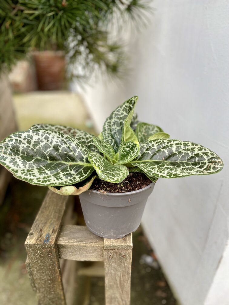 Zdjęcie rosliny doniczkowej Streptocarpus Pretty Turtle, ujęcie 2