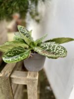 Zdjęcie rosliny doniczkowej Streptocarpus Pretty Turtle, ujęcie 3