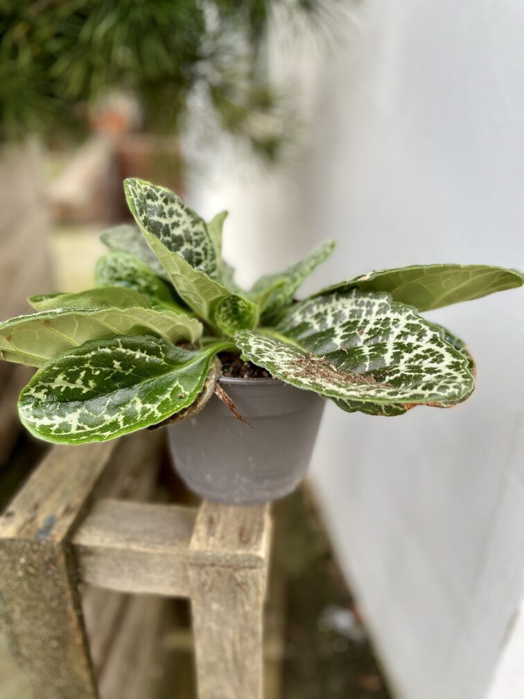 Zdjęcie rosliny doniczkowej Streptocarpus Pretty Turtle, ujęcie 3