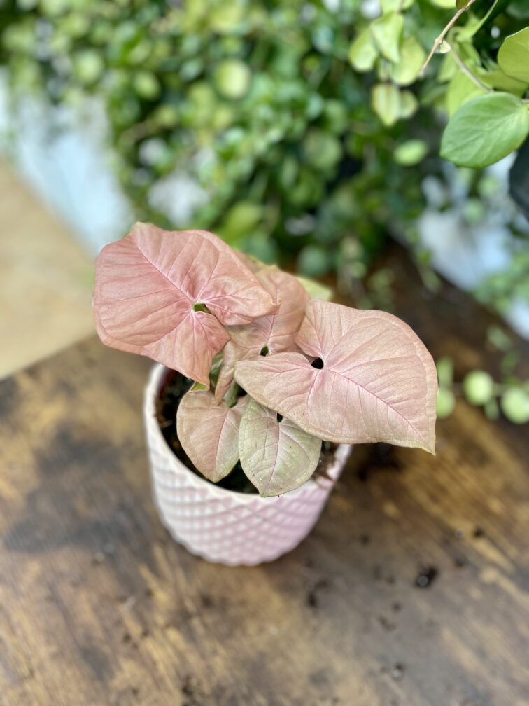 Zdjęcie rosliny doniczkowej Syngonium Neon Robusta, ujęcie 1