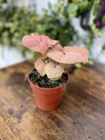 Zdjęcie rosliny doniczkowej Syngonium Neon Robusta, ujęcie 2