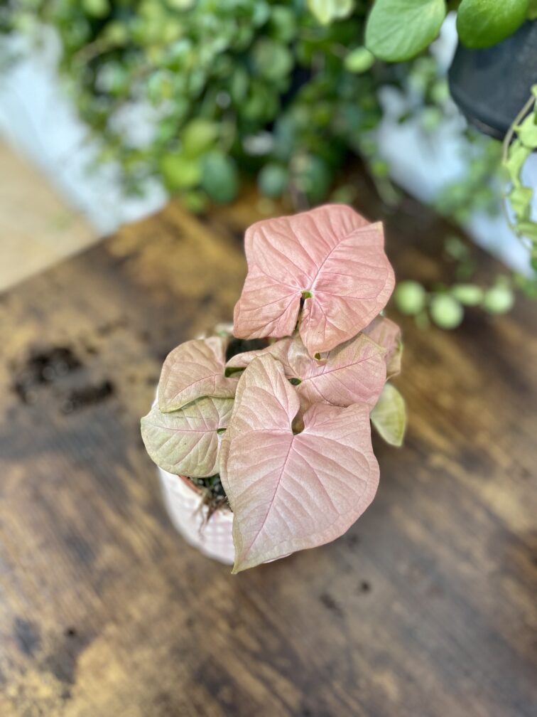 Zdjęcie rosliny doniczkowej Syngonium Neon Robusta, ujęcie 3