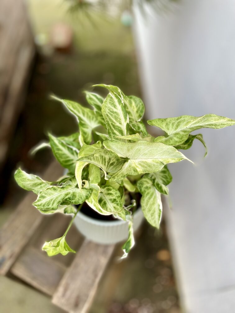syngonium-starlite_12x31-1_1704457675.jpg Zdjęcie rosliny doniczkowej Syngonium Starlite, ujęcie 1