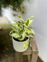 Zdjęcie rosliny doniczkowej Syngonium Starlite, ujęcie 2