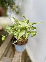 Zdjęcie rosliny doniczkowej Syngonium Starlite, ujęcie 3