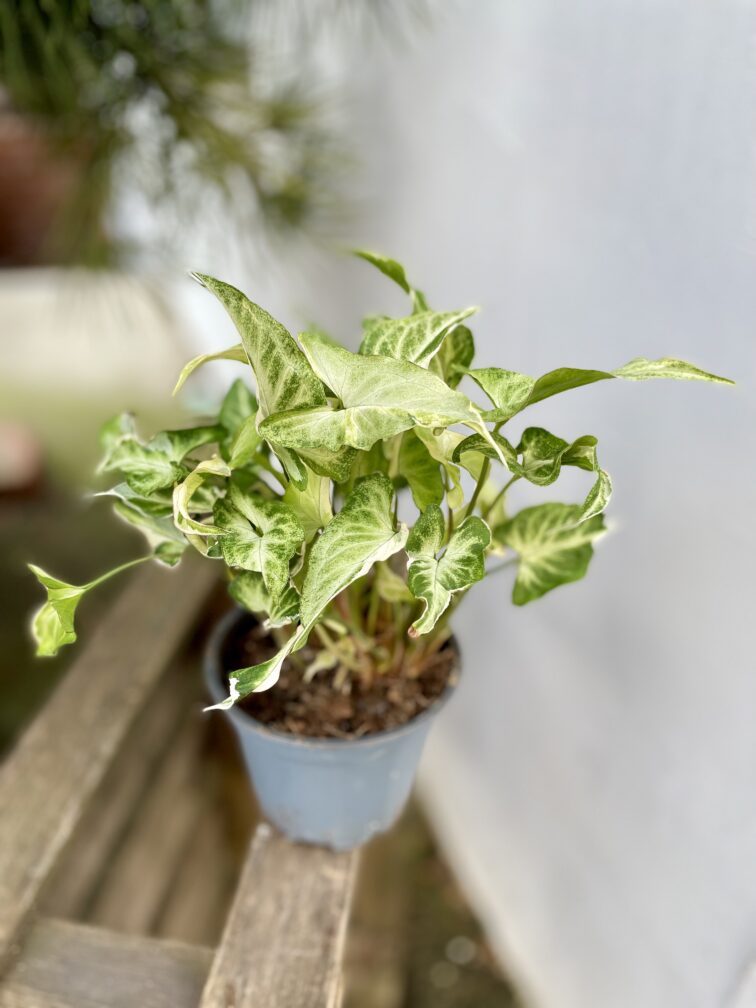 Zdjęcie rosliny doniczkowej Syngonium Starlite, ujęcie 3