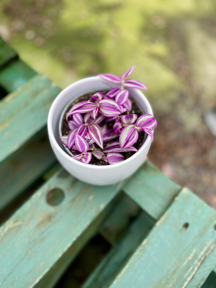 Zdjęcie rosliny doniczkowej Tradescantia Pink Paradise, ujęcie 2