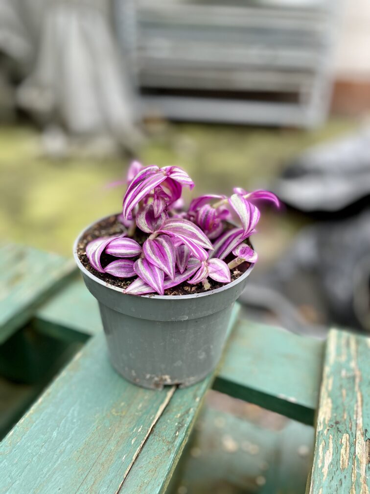 Zdjęcie rosliny doniczkowej Tradescantia Pink Paradise, ujęcie 3