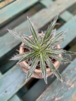 Zdjęcie rosliny doniczkowej Agave filifera (nitkowata), ujęcie 1