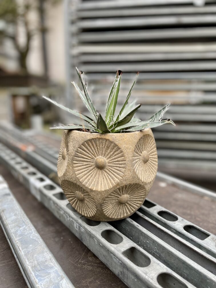 Zdjęcie rosliny doniczkowej Agave filifera (nitkowata), ujęcie 2