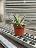 Zdjęcie rosliny doniczkowej Agave filifera (nitkowata), ujęcie 3