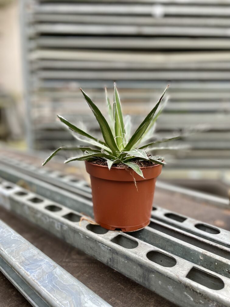 Zdjęcie rosliny doniczkowej Agave filifera (nitkowata), ujęcie 3