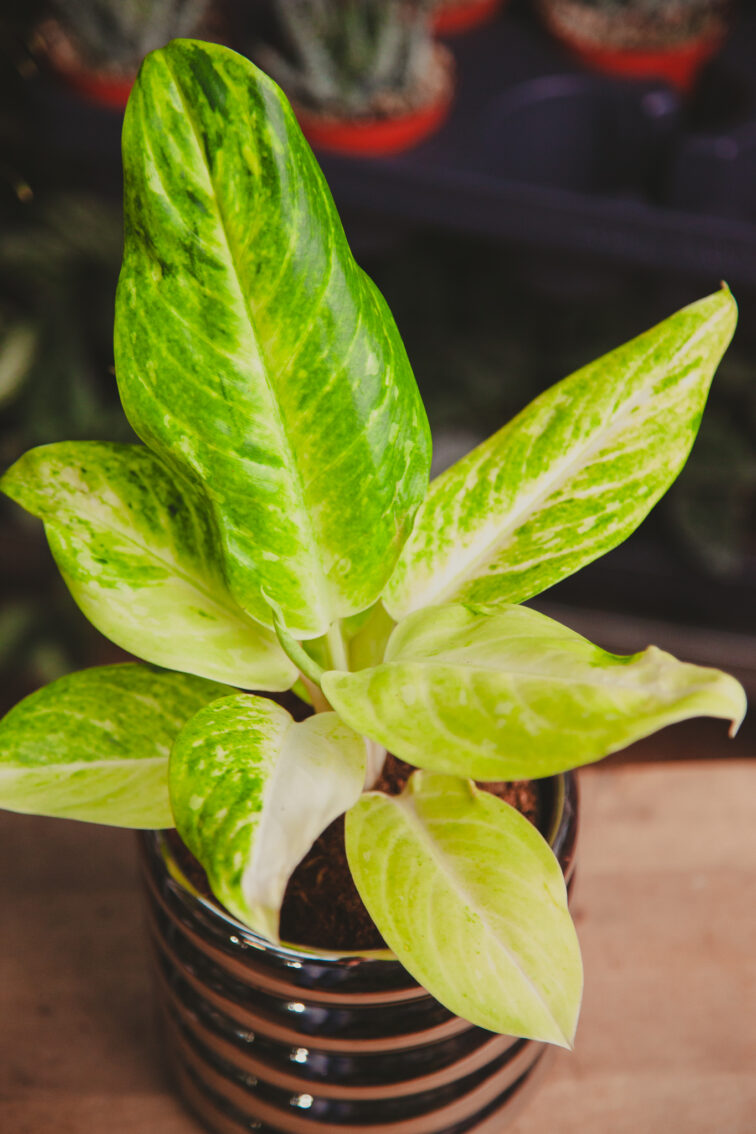 aglaonema-citronelle_12x30-1_1707500673.jpg Zdjęcie rosliny doniczkowej Aglaonema Citronelle, ujęcie 1