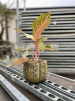 Zdjęcie rosliny doniczkowej Aglaonema Dreamcatcher, ujęcie 1