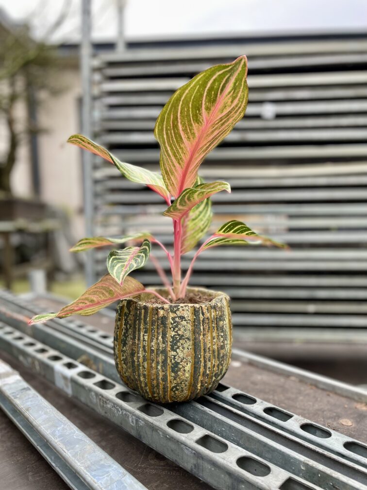Zdjęcie rosliny doniczkowej Aglaonema Dreamcatcher, ujęcie 1