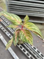 Zdjęcie rosliny doniczkowej Aglaonema Dreamcatcher, ujęcie 2