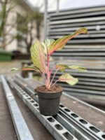 Zdjęcie rosliny doniczkowej Aglaonema Dreamcatcher, ujęcie 3