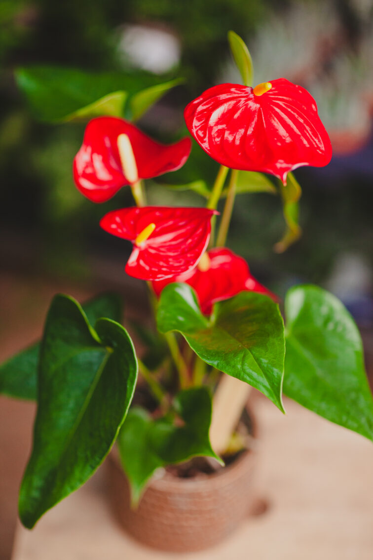 Zdjęcie rosliny doniczkowej Anthurium andreanum Diamond Dynamite Red, ujęcie 1