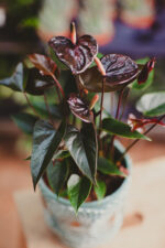Zdjęcie rosliny doniczkowej Anthurium Diamond Black Love, ujęcie 1