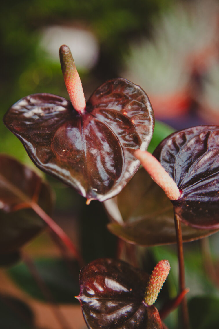 Zdjęcie rosliny doniczkowej Anthurium Diamond Black Love, ujęcie 2