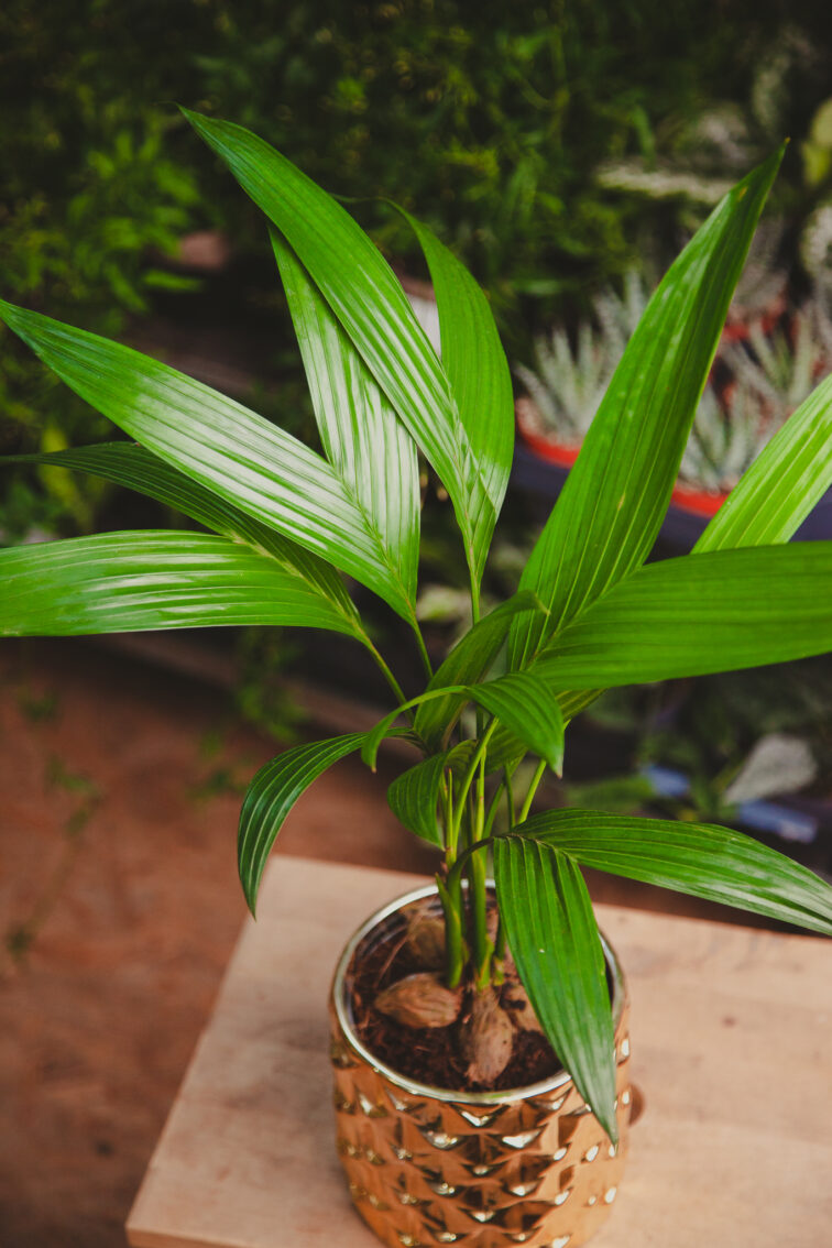 areca-catechu_12x50-1_1707500758.jpg Zdjęcie rosliny doniczkowej Areca Catechu (Palma Betelowa), ujęcie 1