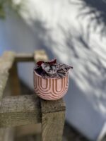Zdjęcie rosliny doniczkowej Begonia rex Chayo, ujęcie 2