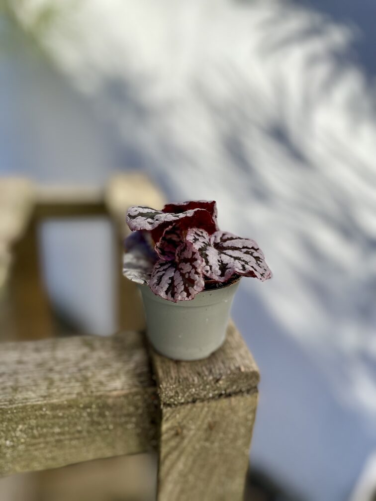 Zdjęcie rosliny doniczkowej Begonia rex Chayo, ujęcie 3