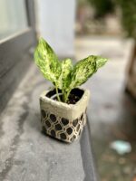 Zdjęcie rosliny doniczkowej Dieffenbachia-amy, ujęcie 1