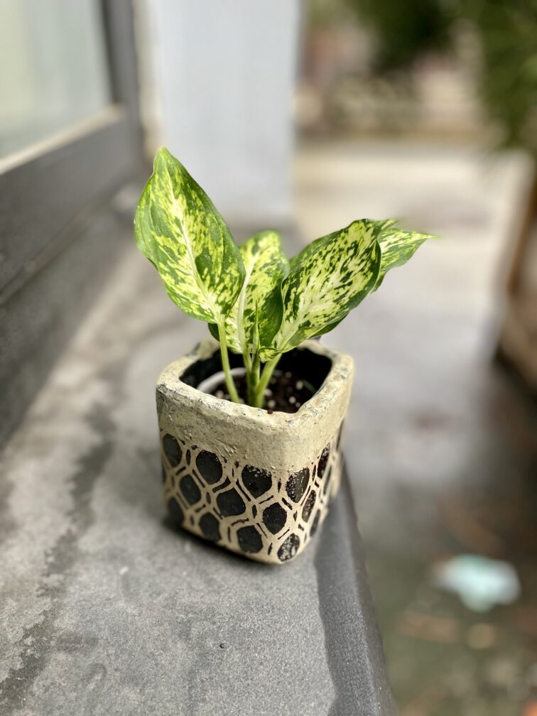 Zdjęcie rosliny doniczkowej Dieffenbachia-amy, ujęcie 1