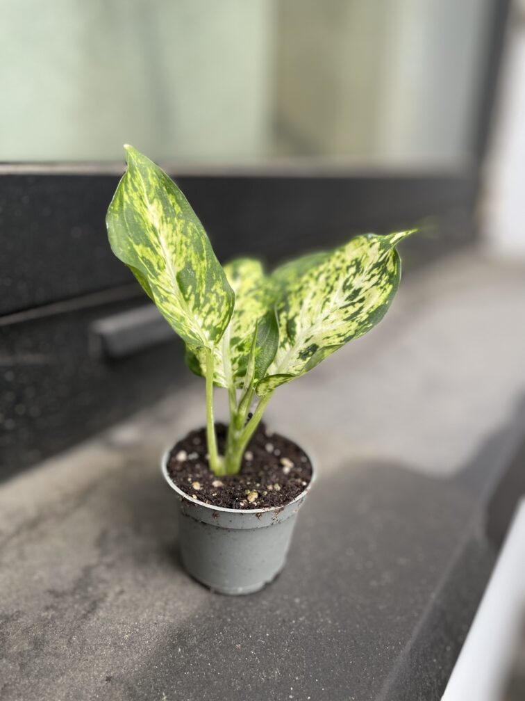 Zdjęcie rosliny doniczkowej Dieffenbachia-amy, ujęcie 2