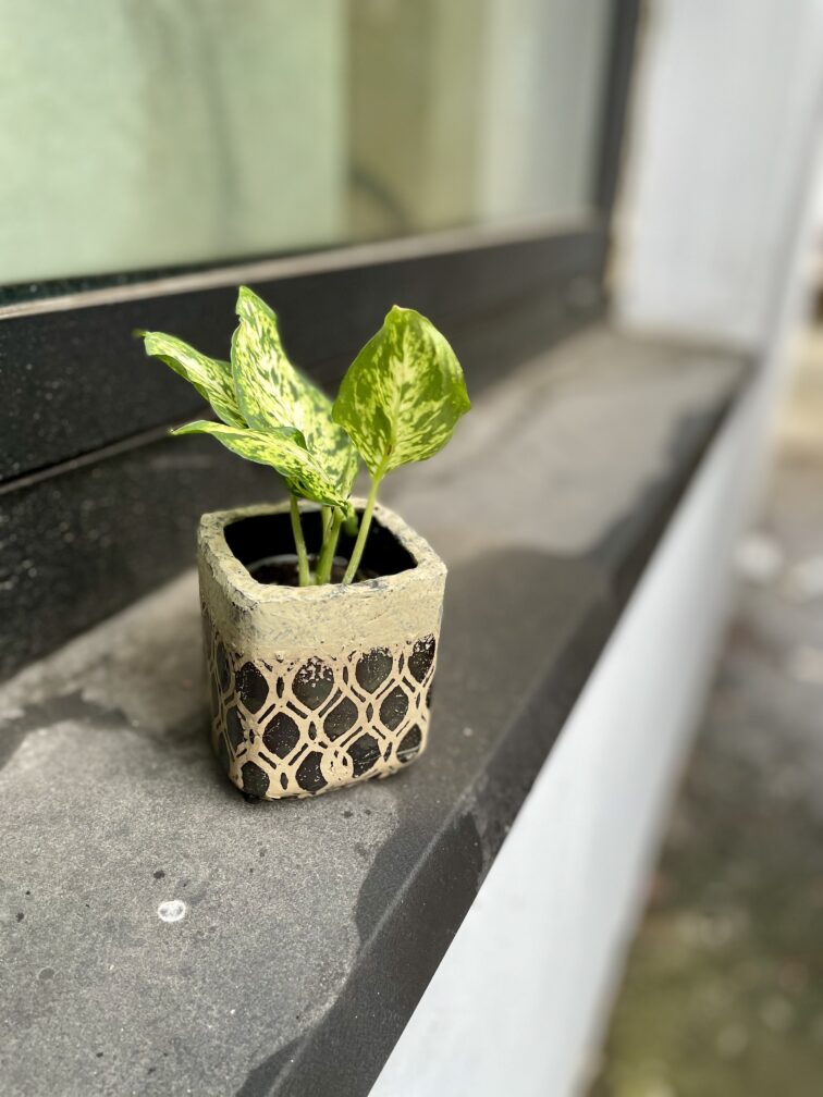 Zdjęcie rosliny doniczkowej Dieffenbachia-amy, ujęcie 3